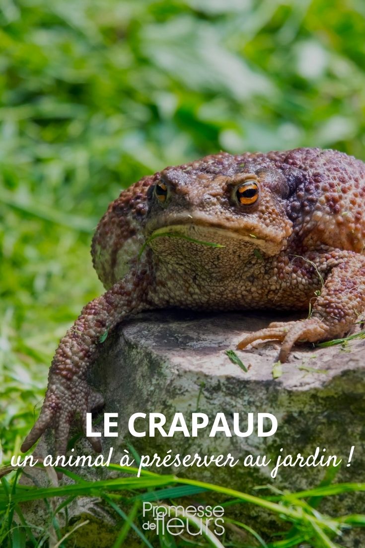 crapaud