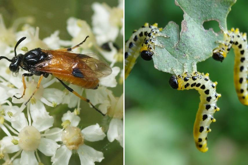 Dégâts des tenthrèdes sur crataegus