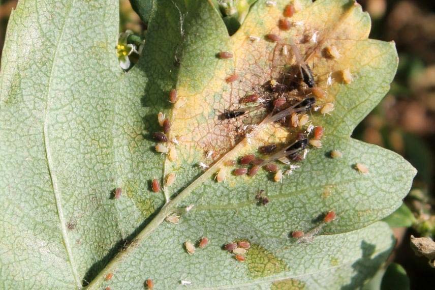 Dégâts des pucerons sur crataegus