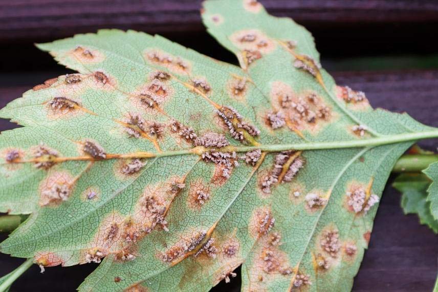 Dégâts de la rouille sur crataegus