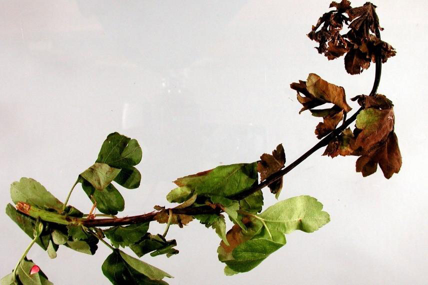 Dégâts du feu bactérien sur crataegus