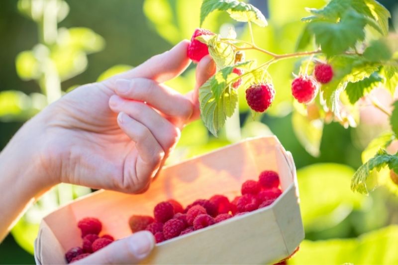 Himbeeren pflücken