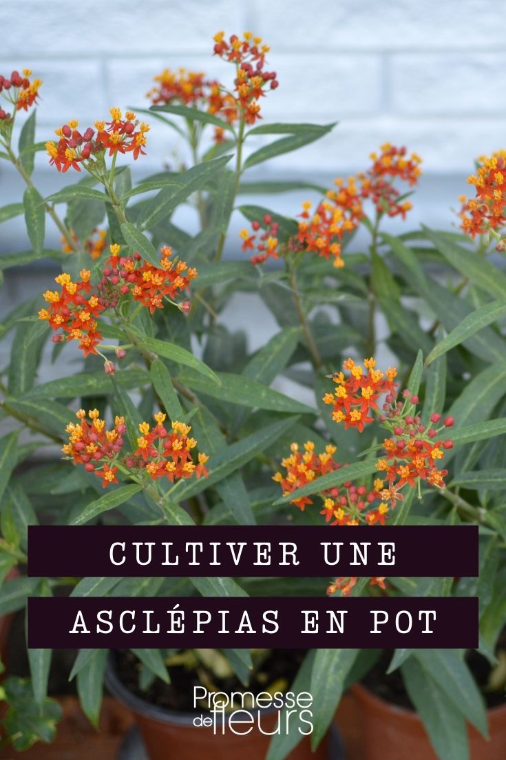 cultiver asclepias en pot