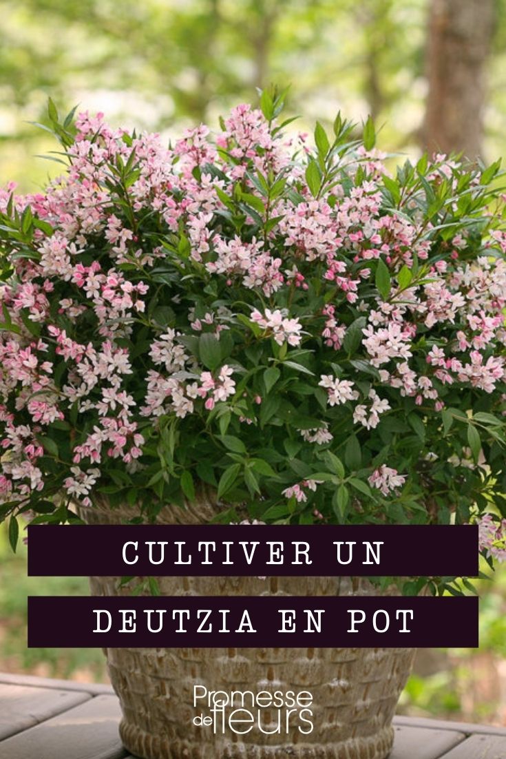 cultiver deutzia en pot