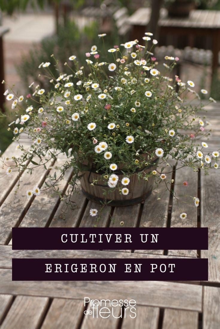 cultiver erigeron en pot