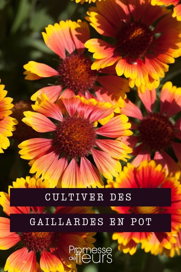 cultiver gaillarde en pot