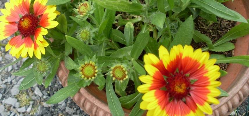 cultiver gaillarde en pot, culture gaillarde en pot, gaillarde jardiniere, gaillarde en bac, gaillarde sur balcon