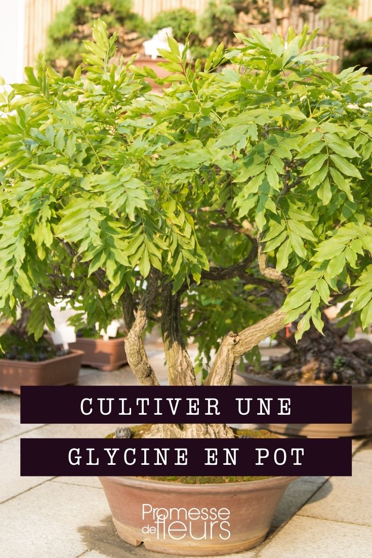 cultiver glycine en pot