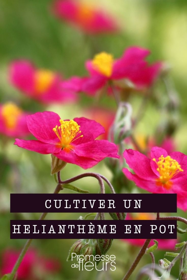 cultiver heliantheme en pot