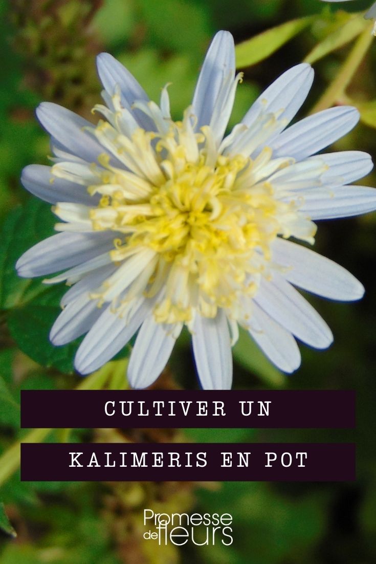 cultiver kalimeris en pot