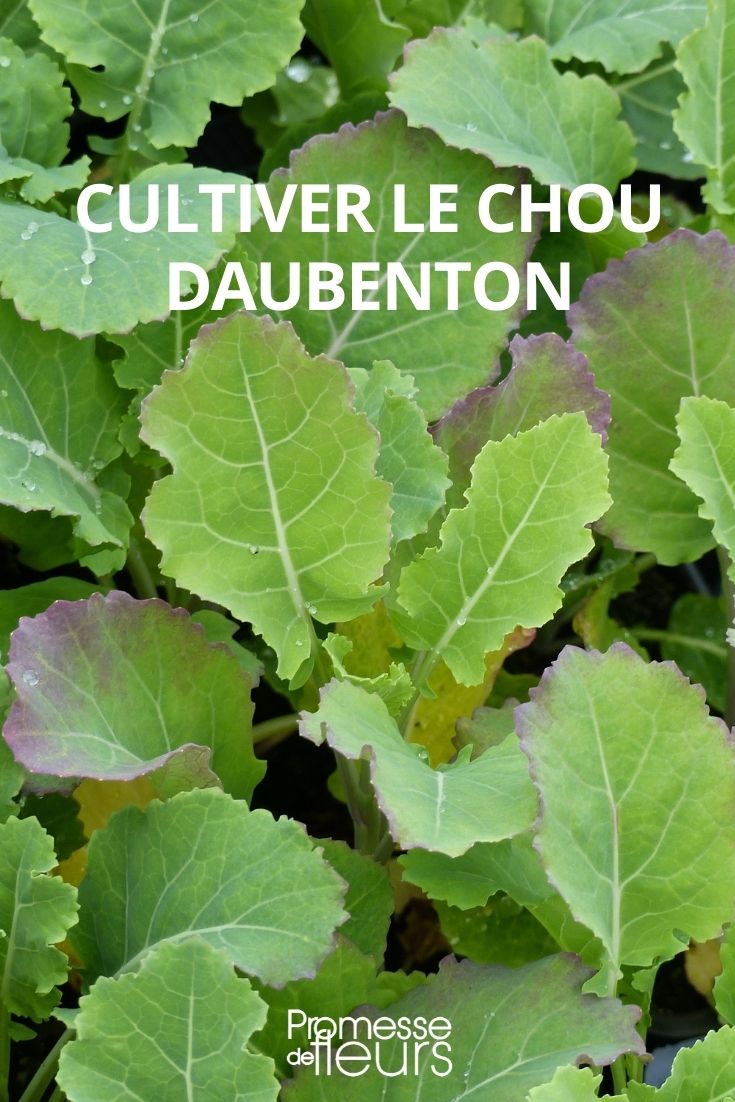 cultiver le chou daubenton