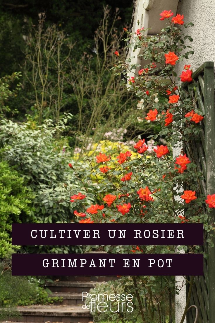 cultiver rosier grimpant en pot