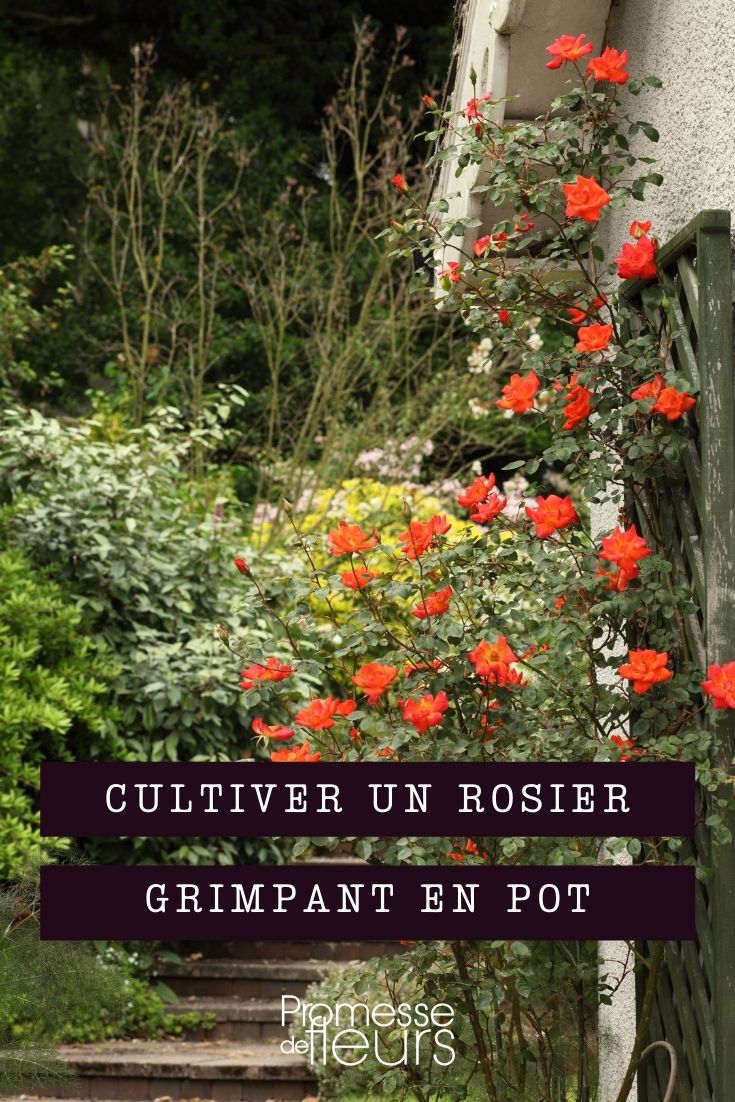 Comment cultiver un rosier en pot ? - Promesse de Fleurs