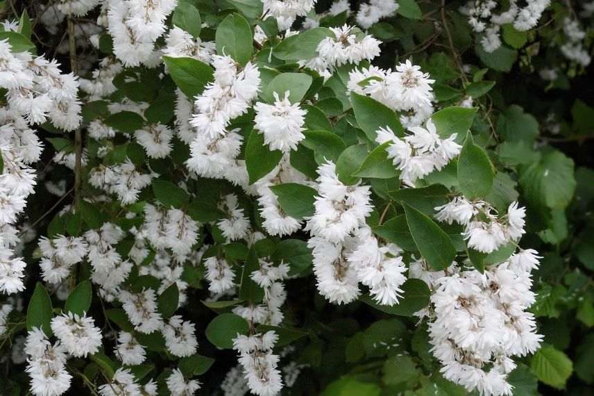 deutzie, deutzia à floraison blanche