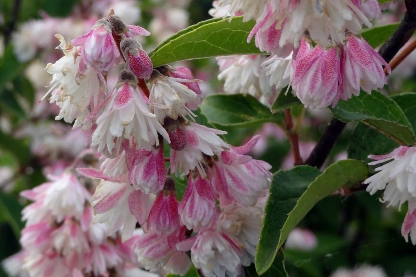 deutzie, deutzia à fleurs doubles