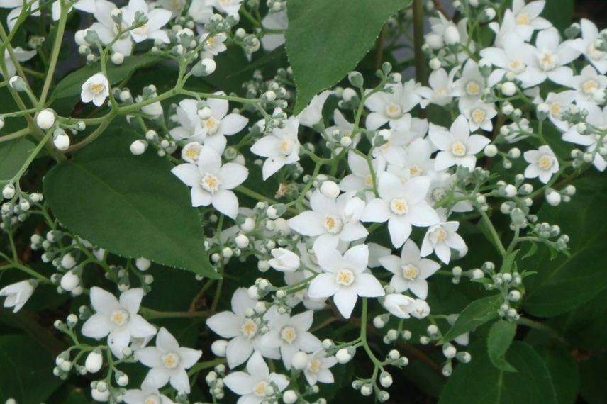 deutzie, deutzia à fleurs simples