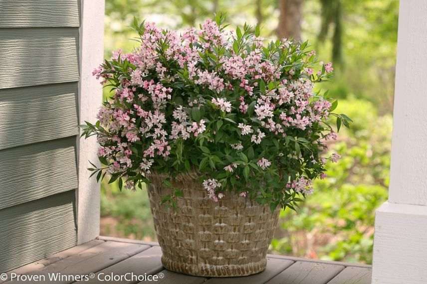 deutzie, deutzia cultivé en pot