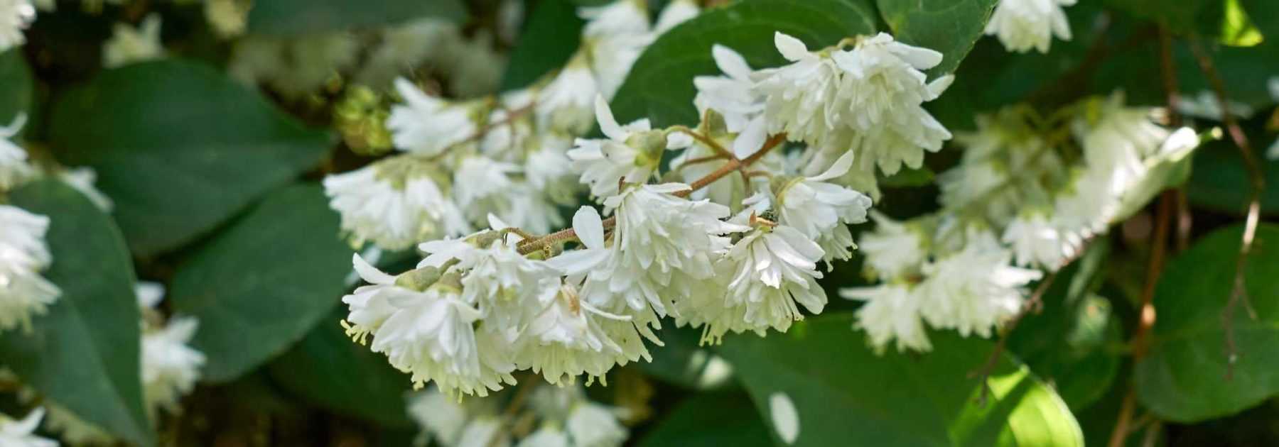 Choisir un Deutzia