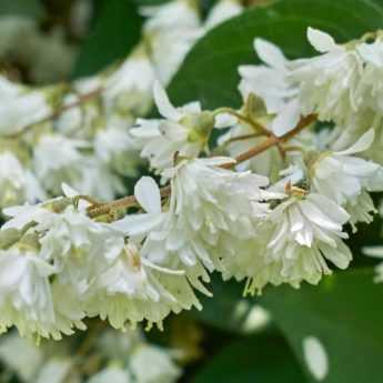 Choisir un Deutzia