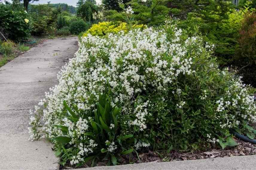 deutzie, petit deutzia, arbuste couvre-sol