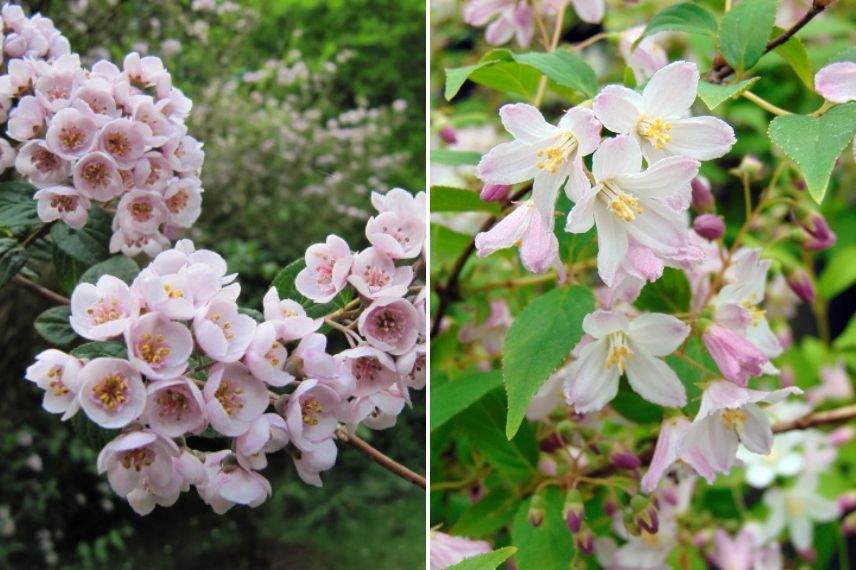 deutzie, deutzia à fleurs campanulées, deutzia kalmia