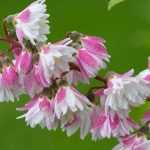 Cultiver un Deutzia en pot