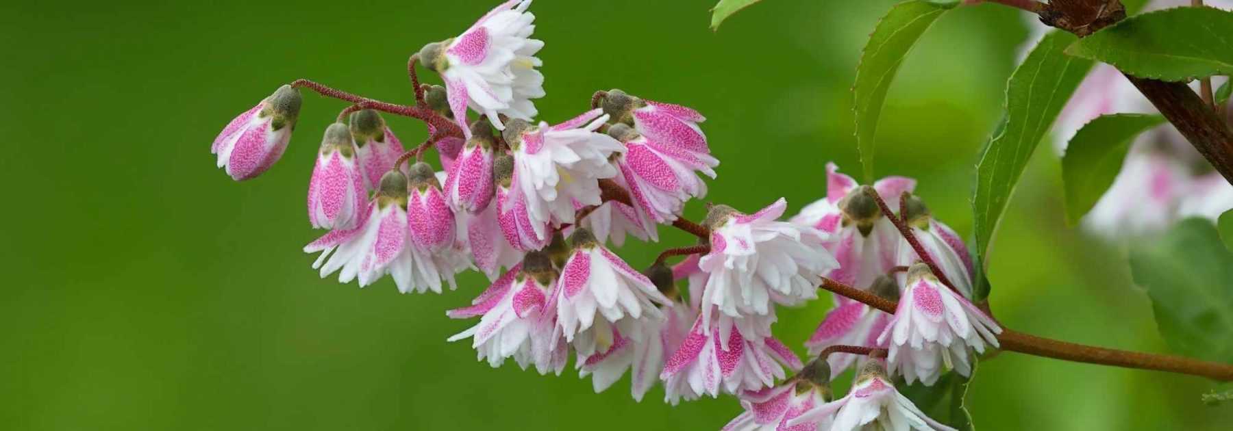 Cultiver un Deutzia en pot