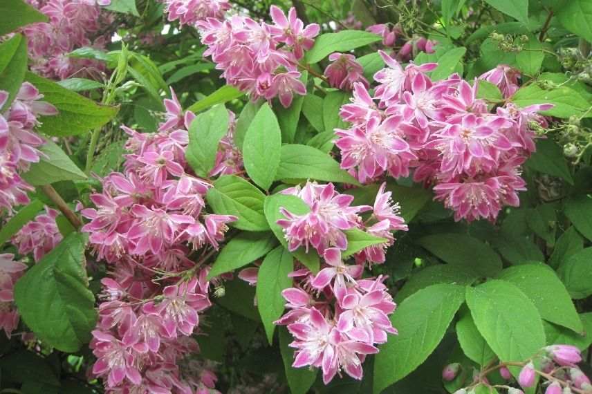 deutzie, deutzia, rose bicolore