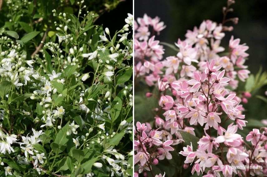 quelles variétés de deutzia planter en pot