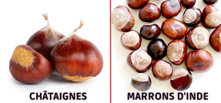 Fruits de châtaignier et de marronnier