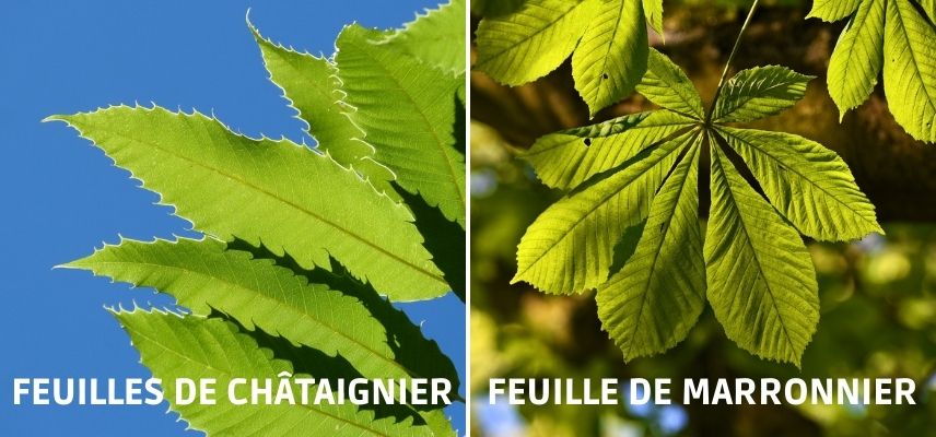 Feuilles de châtaignier et de marronnier