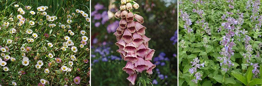 Associer l'érigeron pour un jardin de graviers