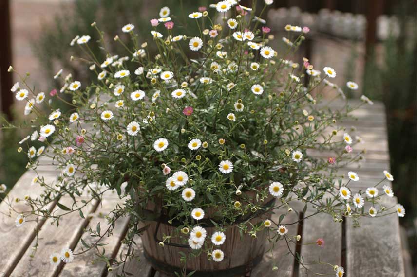 erigeron karvinskianus