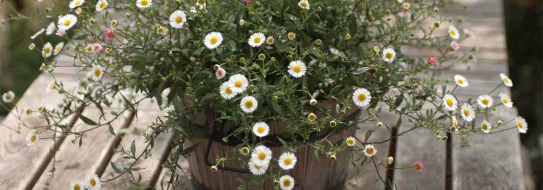 Erigeron : 7 idées pour l’associer