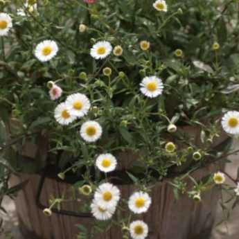 Erigeron : 7 idées pour l’associer