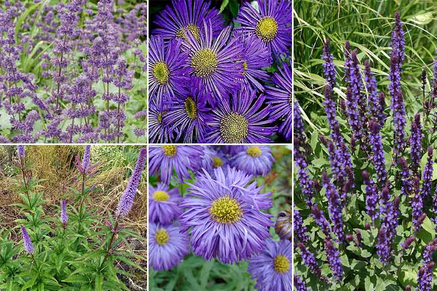 Associer l'érigeron dans un massif monochrome violet