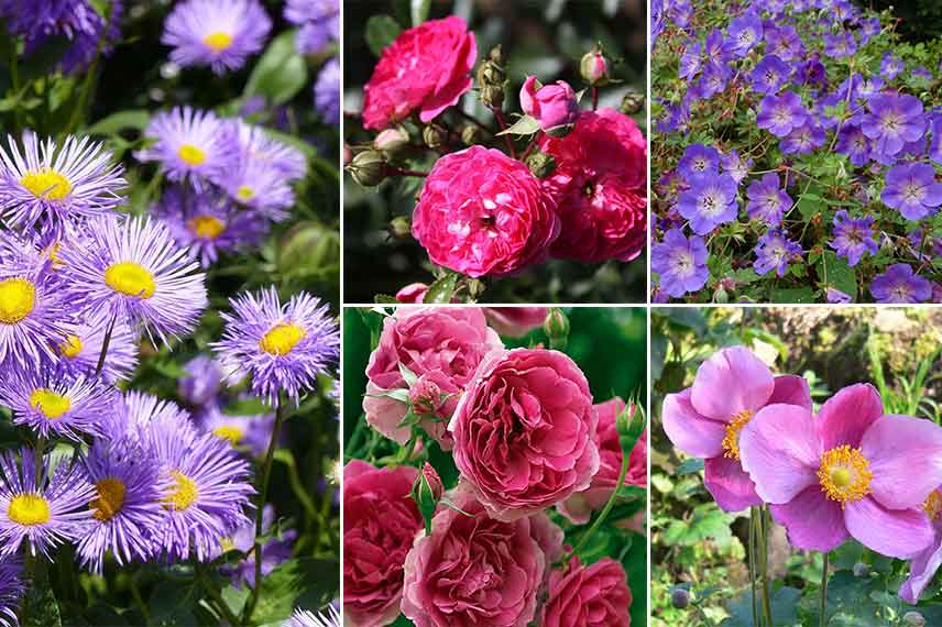 Associer l'érigeron dans un jardin romantique