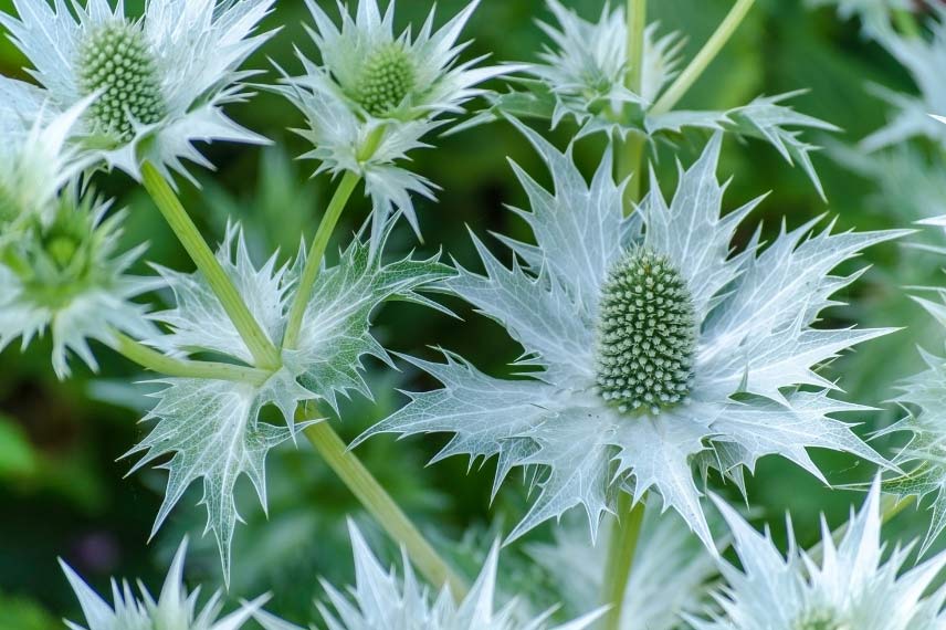 Eryngium