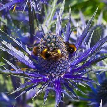 Bouturer un Eryngium