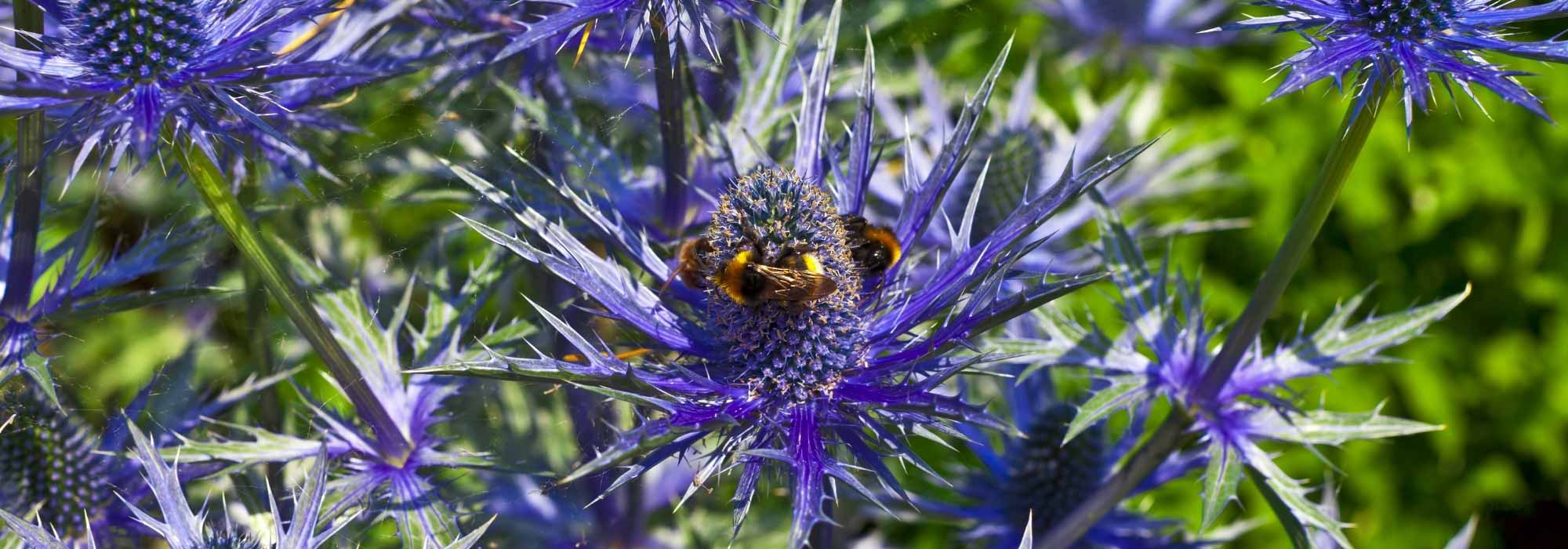 Bouturer un Eryngium