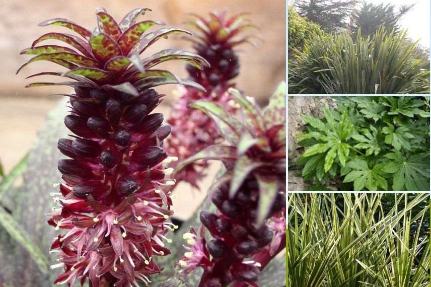 jardin exotique avec eucomis panaché