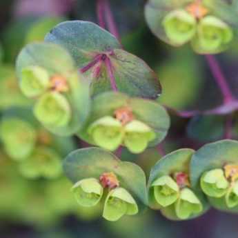 Cultiver une euphorbe en pot