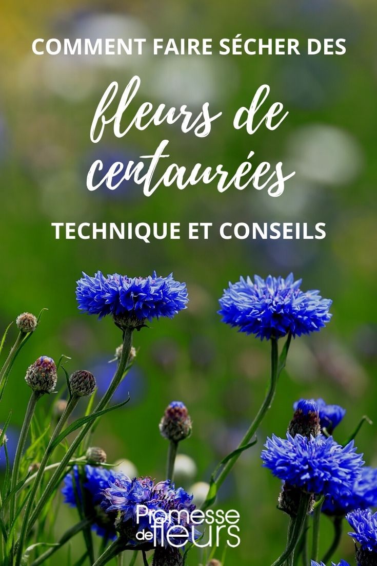 faire sécher fleurs centaurée tuto