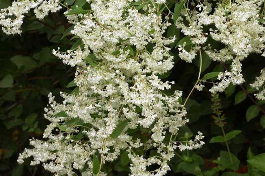 Floraison du Fallopia aubertii