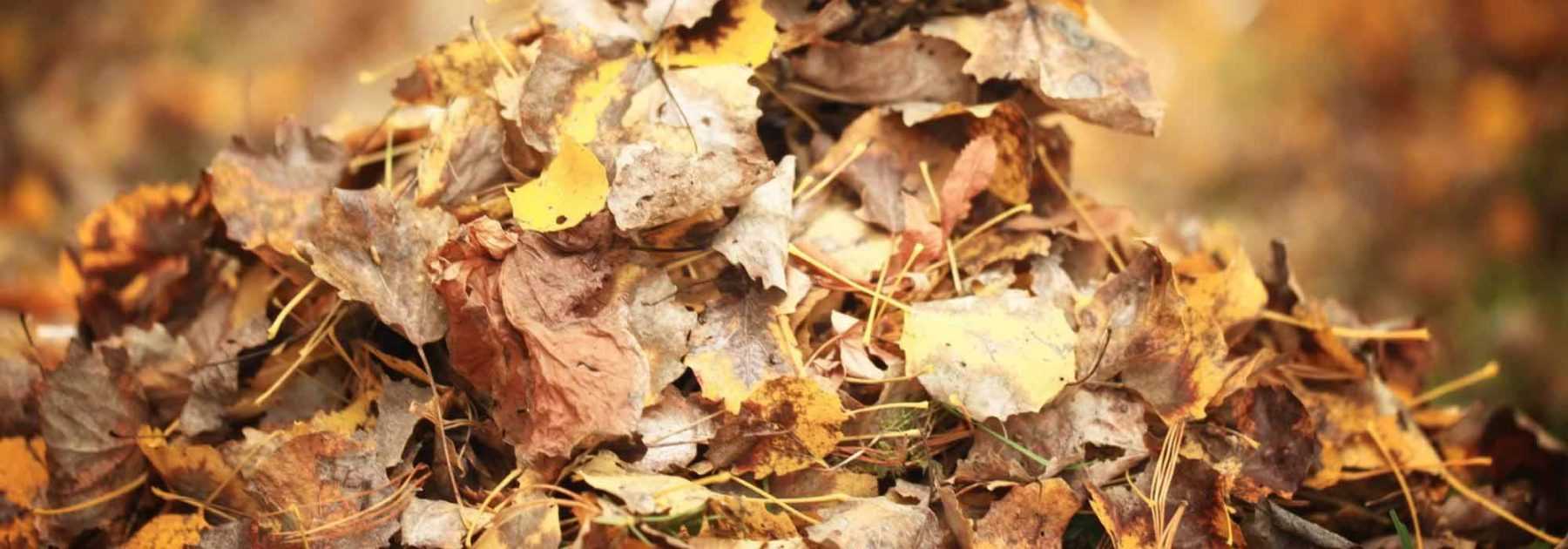 Les feuilles mortes, l'or de votre jardin