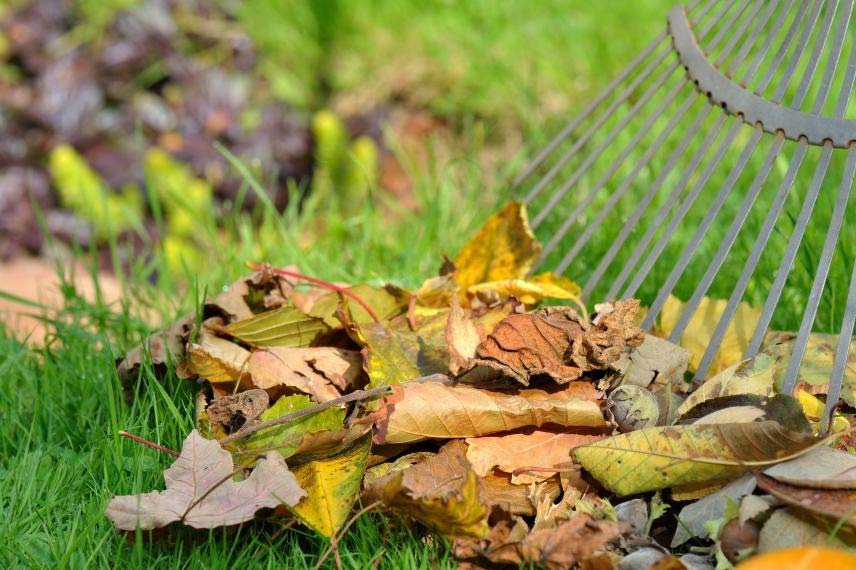 Ramassage des feuilles mortes en automne