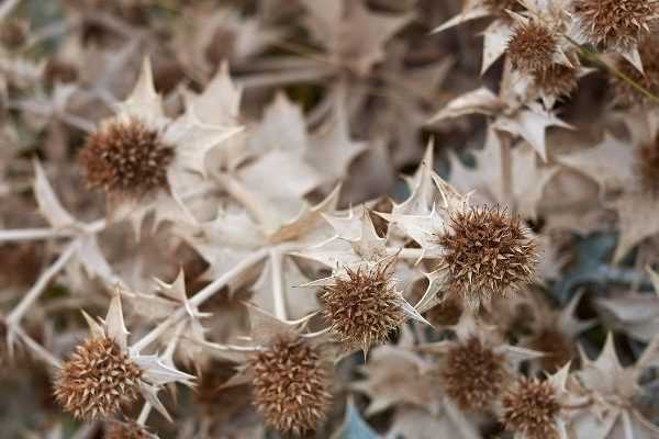 Comment faire sécher des fleurs de chardon bleu ?