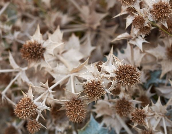 Comment faire sécher des fleurs de chardon bleu ?