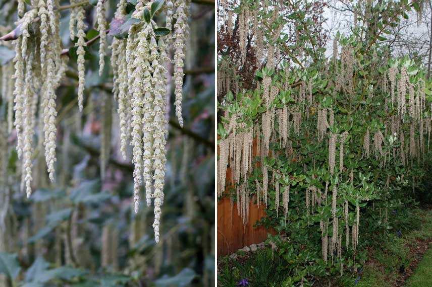 Floraison mâle du Garrya elliptica