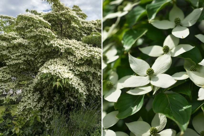 Cornouiller du Japon blanc